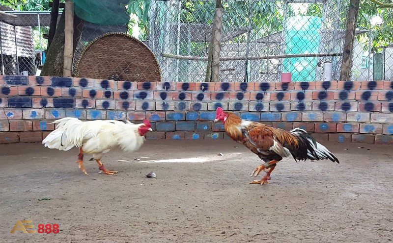 Đá Gà Cựa Sắt - Cách hiểu đúng về hình thức thi đấu
